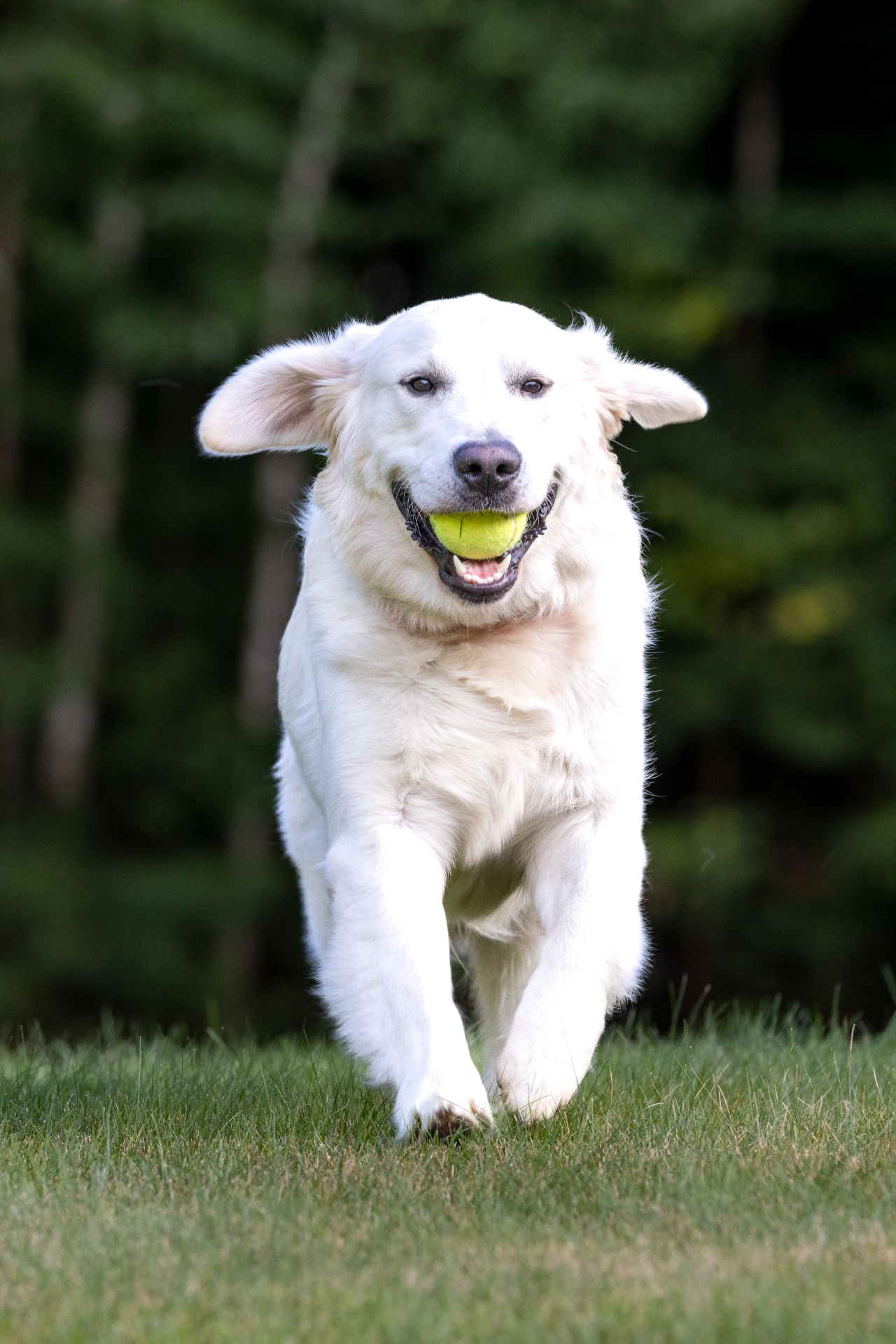 Glad hund som springer med boll