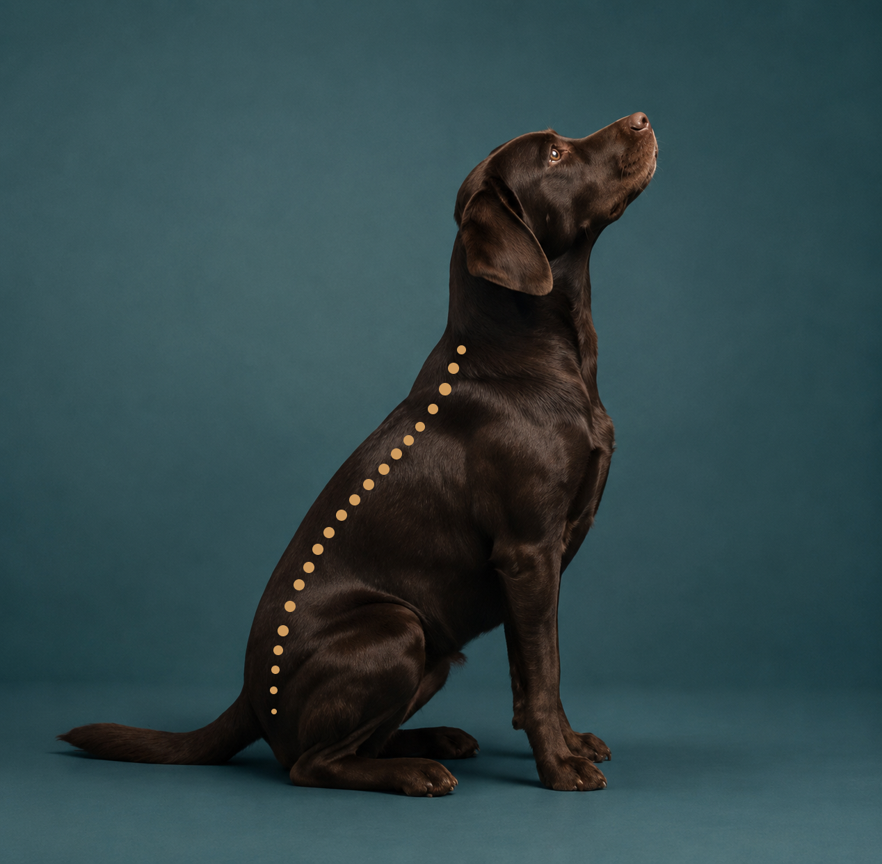 Chokladlabrador i profil
