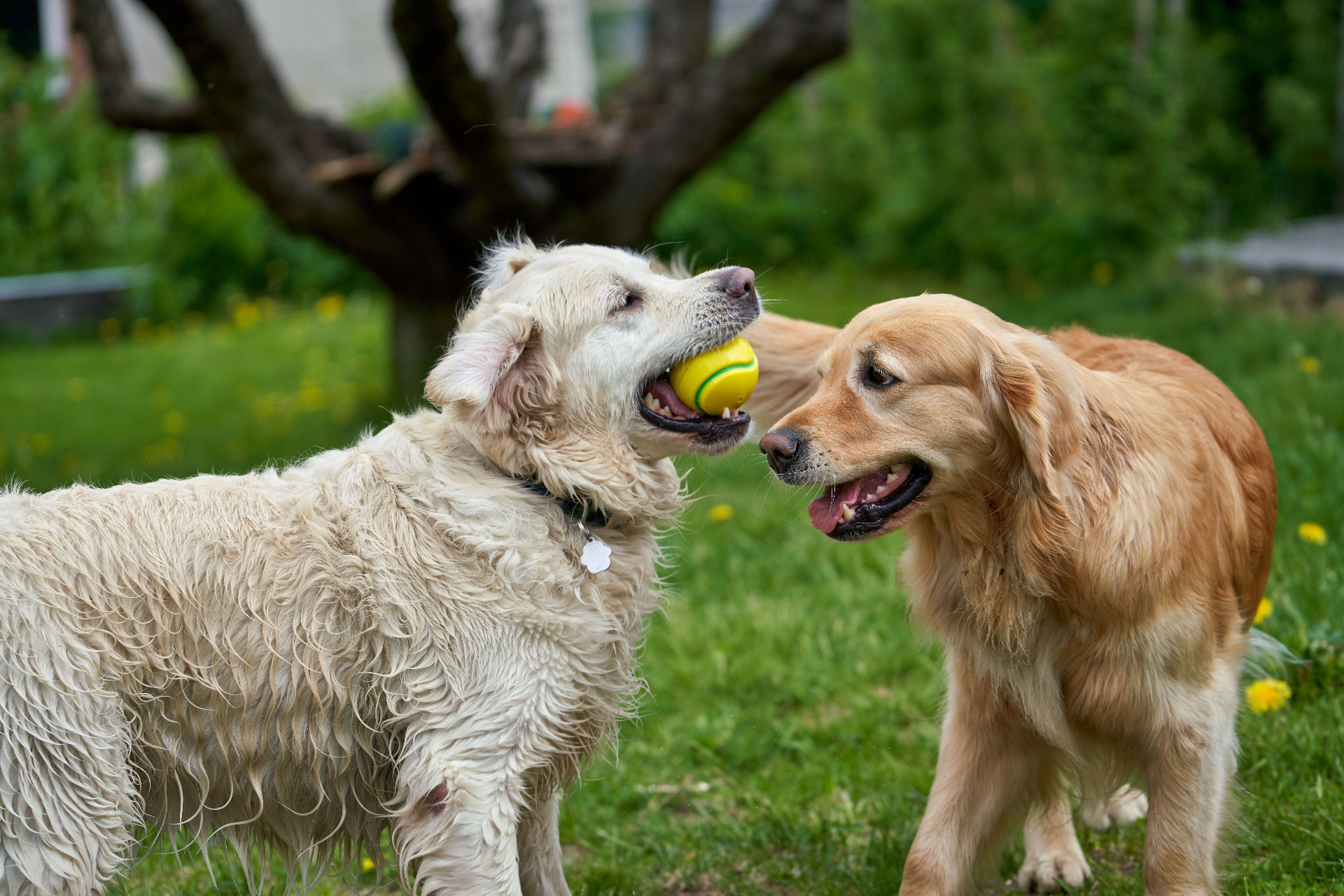 Två glada golden retrievers leker med boll
